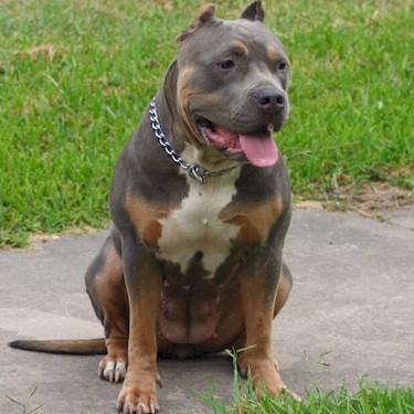 Coutins Athena dam Colby Pit Bull.jpg